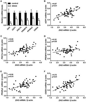 Zinc-α2-Glycoprotein Is Associated with Obesity in Chinese People and HFD-Induced Obese Mice